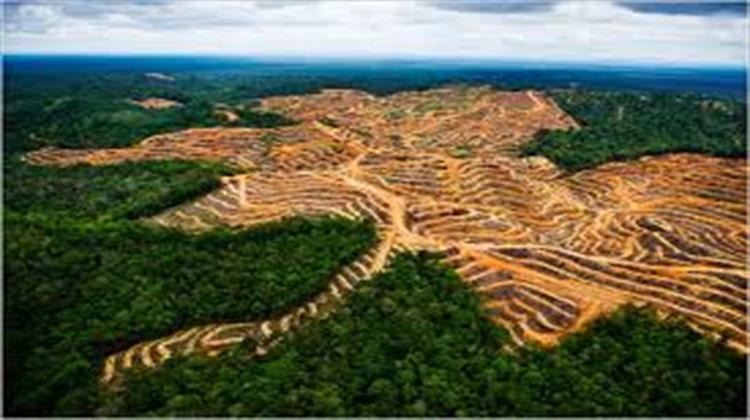 Η Αποψίλωση των Τροπικών Δασών Είναι η Τρίτη Μεγαλύτερη Πηγή Εκπομπών Άνθρακα στον Κόσμο