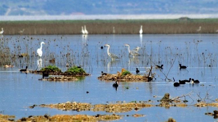 Η Περιφερειακή Παράταξη Οικολογία - Πράσινη Λύση Καλεί την Περιφέρεια Κεντρικής Μακεδονίας να Λάβει Μέτρα για τη Λίμνη Κορώνεια