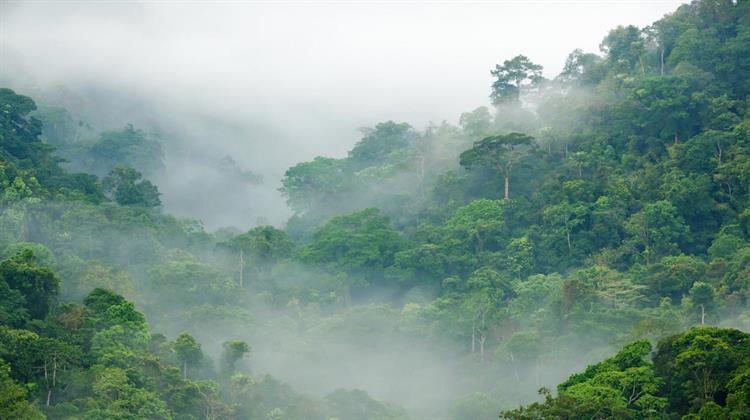 Τα Τροπικά Δάση Μπορεί να Απελευθερώνουν Άνθρακα με την Υπερθέρμανση του Πλανήτη