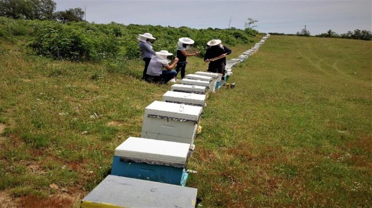 Καμπανάκι Κινδύνου Από 25.000 Μελισσοκόμους της Χώρας Λόγω Κορωνοϊού - Χάθηκε η η Ανοιξιάτικη Παραγωγή