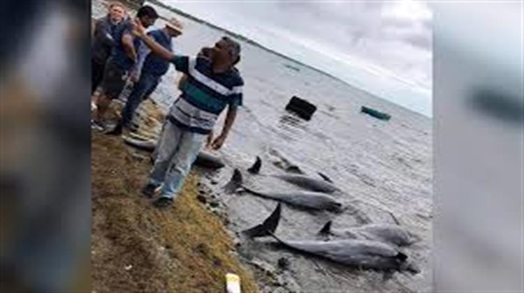 Δεκάδες Νεκρά Δελφίνια Από Πετρελαιοκηλίδα στον Μαυρίκιο