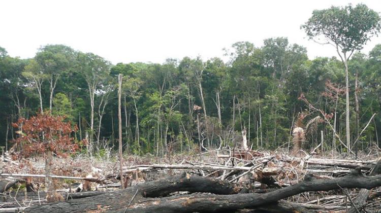 Νέα Μελέτη: Πιθανοί Ακραίοι Καύσωνες στη Βραζιλία έως το 2100 Λόγω της Αποψίλωσης του Αμαζονίου