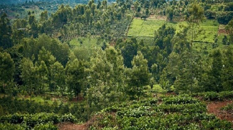 Η Brembo θα Φυτέψει Ένα Δάσος με 14.000 Δέντρα στην Κένυα (Video)