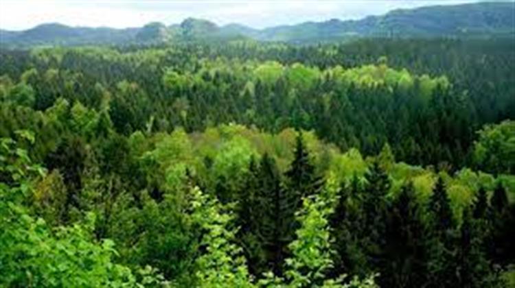 Κομισιόν και Ευρωπαϊκός Οργανισμός Περιβάλλοντος Δημοσιεύουν το MapMyTree – Στόχος να Φυτευτούν Επιπλέον 3 Δισ. Δέντρα Έως το 2030