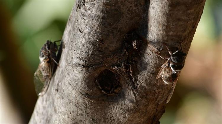 Biomimetic: Έλληνες Επιστήμονες Αντιγράφουν… τα Τζιτζίκια