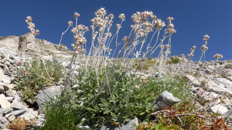 Ενώνουν Δυνάμεις ΥΠΕΝ και ΥΠΑΝ με Στόχο την Καταγραφή των Ενδημικών Ειδών Χλωρίδας και Πανίδας