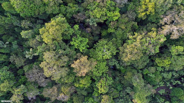 Αποψιλώνεται με Όλο και Ταχύτερους Ρυθμούς το Τροπικό Δάσος του Αμαζονίου