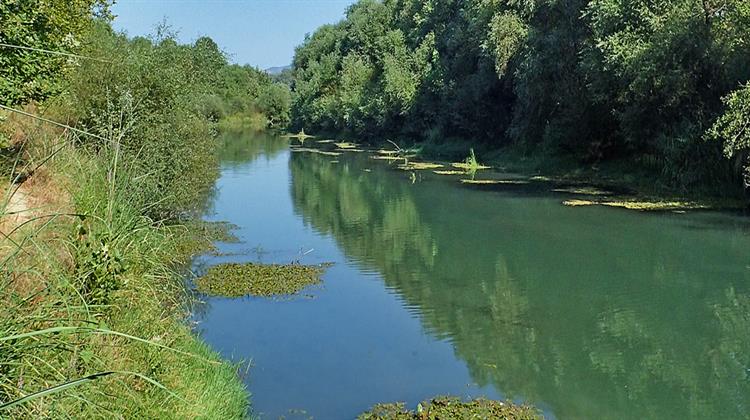 Λαμία: Υπεραιωνόβια Πλατάνια και Αισθητικά Δάση στον Σπερχειό «Θύματα» του Μεταχρωματικού Έλκους