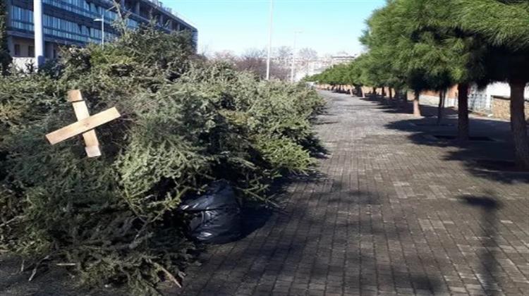 Θεσσαλονίκη: Δήμος και Φο.Δ.Σ.Α θα Ανακυκλώσουν τα Φυσικά Χριστουγεννιάτικα Δέντρα