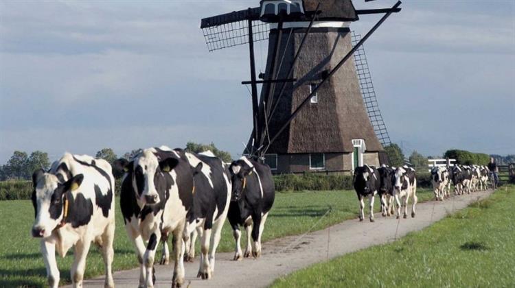 Τα Επίπεδα του Αζώτου Πνίγουν την Πράσινη Στροφή στην Ολλανδία