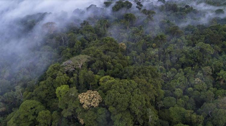 Βραζιλία: Η Πράσινη Ανάπτυξη στην Αμαζονία θα Απέφερε Δισεκατομμύρια Έσοδα στη Χώρα