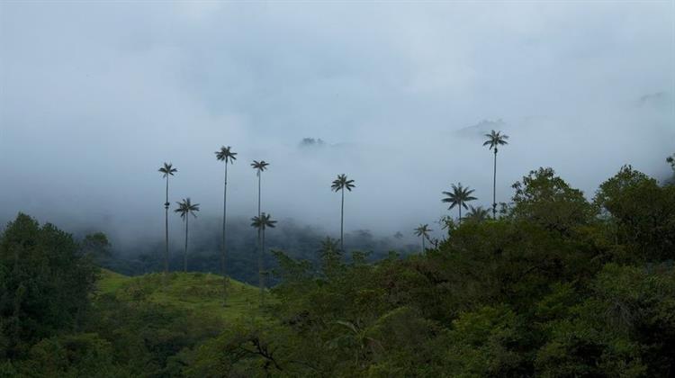 Κολομβία: Χαμηλό Δεκατίας για την Αποψίλωση των Δασών