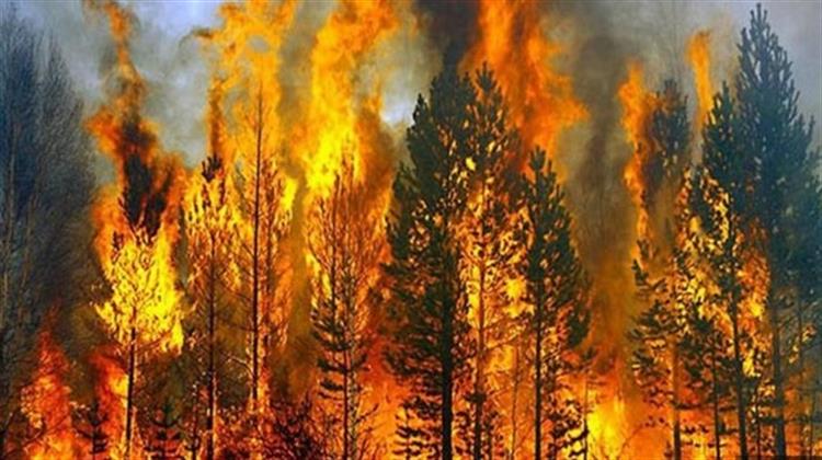 Προειδοποίηση για το Κόστος των Δασικών Πυρκαγιών