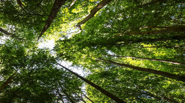 ΥΠΕΝ: Αυτά Είναι τα 7 Χαρακτηριστικά της Πρότασης για την Ολοκληρωμένη Διαχείριση Δασικών Οικοσυστημάτων