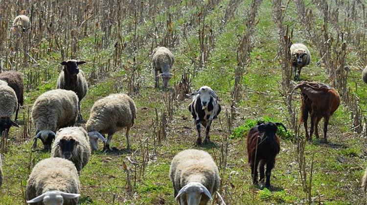 Ν/σ του ΥΠΑΑΤ Θεσπίζει Αγροτικά Τμήματα στα Επιμελητήρια - Δημιουργούνται Κτηνοτροφικά Πάρκα