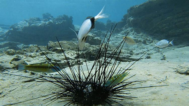 «Καμπανάκι» για Πανδημία, που πλήττει τους Αχινούς και απειλεί Κοραλλιογενείς Υφάλους