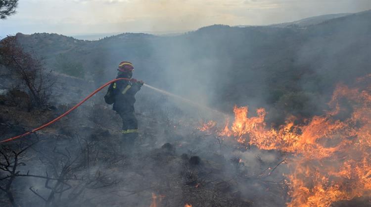 WWF: Τι μας Δείχνει ο Έβρος για τις Δασικές Πυρκαγιές