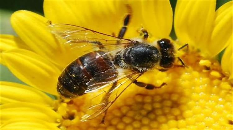 Η Παγκοσμιοποίηση Σκοτώνει τις Μέλισσες