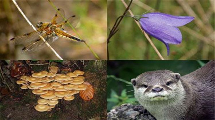 Environment MEPs Endorse Law to Protect Biodiversity