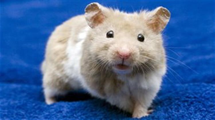 Επιστήμονες Εμφύτευσαν Επινοημένες Αναμνήσεις σε Ποντίκια