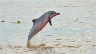 Σε Κίνδυνο Εξαφάνισης Τέσσερα Είδη Δελφινιού Γλυκού Νερού Λόγω Κλιματικής Αλλαγής