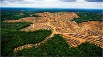 WWF: Σήμα Κινδύνου για την Παγκόσμια Αποψίλωση των Δασών