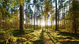 Νέα Δάση θα Γίνουν η Ασπίδα της Ευρώπης για την Κλιματική Αλλαγή