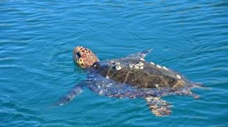 Σεμινάριο για την Προστασία Θαλάσσιων Χελωνών, Καρχαριών και Βάτων στη Νέα Μηχανιώνα Θεσσαλονίκης