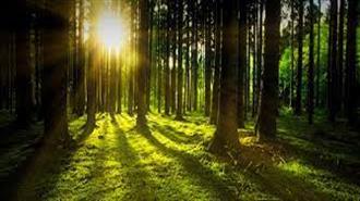 ΕΕ: Δεσμεύεται να Βοηθήσει την Προστασία των Δασών με 1 Δις Ευρώ την Επόμενη Πενταετία