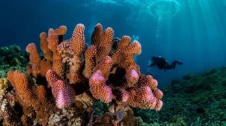 Καλλιεργούν στη Χαβάη Σούπερ Κοράλλια Ανθεκτικά στη Κλιματική Αλλαγή