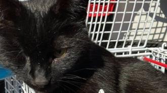 Σκωτία: Γάτος που Είχε Εξαφανιστεί προ Πενταετίας Βρέθηκε σε Πλωτή Εξέδρα Εξόρυξης Πετρελαίου