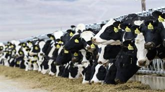 Η Νέα Ζηλανδία θα Φορολογήσει το Ρέψιμο των Αγελάδων με Στόχο να Μειώσει τις Εκπομπές των Αερίων του Θερμοκηπίου!
