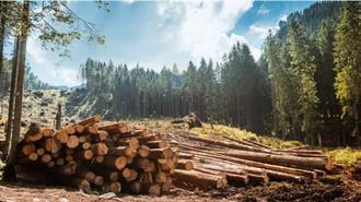ΟΗΕ: Ανέφικτο το Net-Zero Aν Δεν Τερματιστεί η Αποψίλωση των Δασών