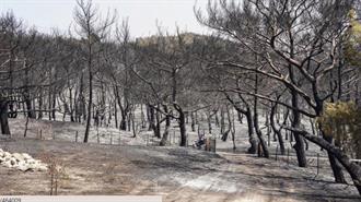 ΥΠΕΝ: Αρχίζει η Οικολογική Αποκατάσταση του Εθνικού Πάρκου Δάσους Δαδιάς