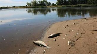 Γερμανία: Χιλιάδες Νεκρά Ψάρια στον Ποταμό Όντερ
