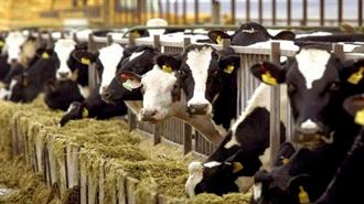 Μαζικές Σφαγές 200.000 Αγελάδων στο Όνομα της «Πράσινης Ανάπτυξης» στα Σχέδια Ιρλανδίας