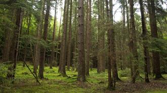 Ο Αντίκτυπος των Μέτρων Ε.Ε. για Προστασία των Δασών