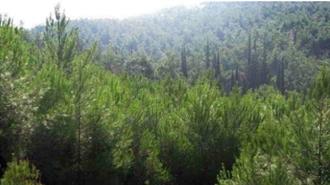 Θεσσαλονίκη: Περισσότερα από 700 Δέντρα θα Φυτευτούν στο Σέιχ Σου