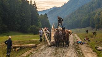 Μορατόριουμ για την Προστασία των Δασών ζητούν οι ΜΚΟ της Ρουμανίας