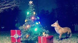 Τα Χριστουγεννιάτικα Φωτάκια Απειλούν την Άγρια Φύση