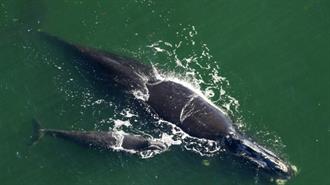 ΗΠΑ: Πλαίσιο Προστασίας Φαλαινών σε 6 Υπεράκτια Αιολικά στη Ν. Υόρκη