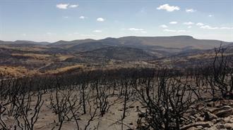Έβρος: Το WWF Εκπονεί Μελέτης Αποκατάστασης των Δασικών Οικοσυστημάτων που Επλήγησαν Από τις Πυρκαγιές