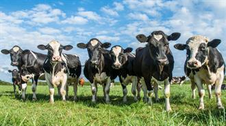 Φύκια για... Αγελάδες: Πώς Μία Γαλακτοκομική Μονάδα Μείωσε τις Εκπομπές Μεθανίου