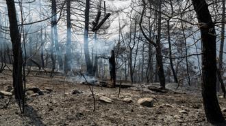 «Τα Δάση της Αττικής Δεν Προλαβαίνουν να Αναγεννηθούν, Είμαστε στο Όριο»